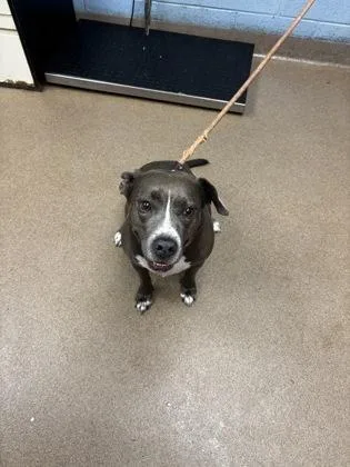 A senior medium-sized female Mixed Breed dog named Cornish Hen for adoption in Chamblee, GA