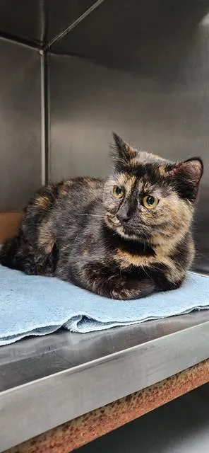 A young medium-sized female Domestic Medium Hair cat named Cienna for adoption in Fort Walton Beach, FL