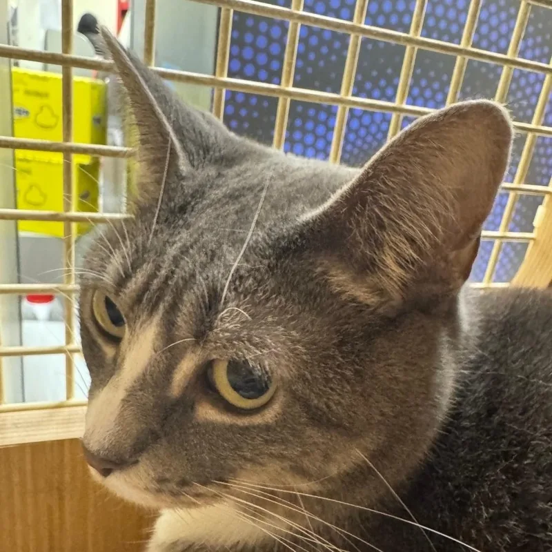 An adult medium-sized female Gray / Blue / Silver Domestic Short Hair cat named Nala for adoption in Chicago, IL