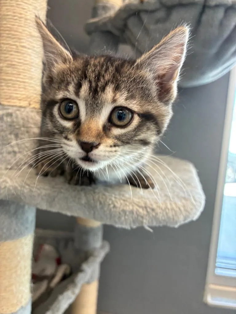 A baby medium-sized female Domestic Short Hair cat named Clotilde for adoption in Bloomington, IN