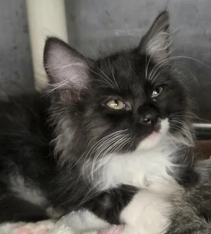 A baby small-sized male Domestic Short Hair cat named Roosevelt for adoption in Munster, IN