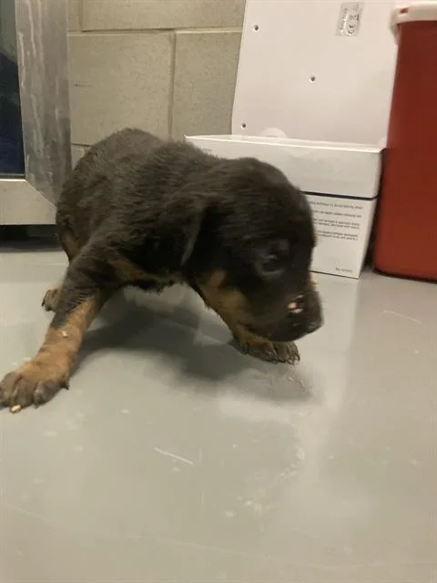 A baby small-sized female Mixed Breed dog named Angel for adoption in Dallas, TX