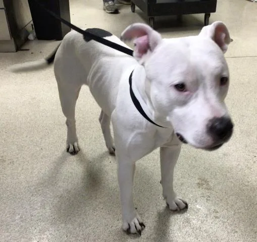 An adult large-sized female Pit Bull Terrier dog named Bailey for adoption in Riverside, CA