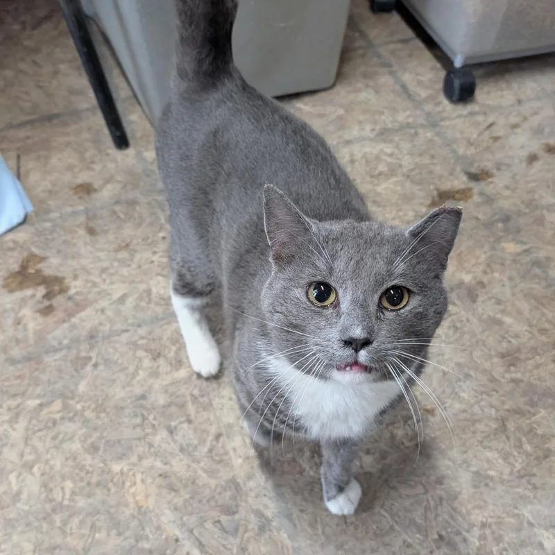 An adult large-sized male Gray / Blue / Silver Domestic Short Hair cat named Lester for adoption in Birdsboro, PA