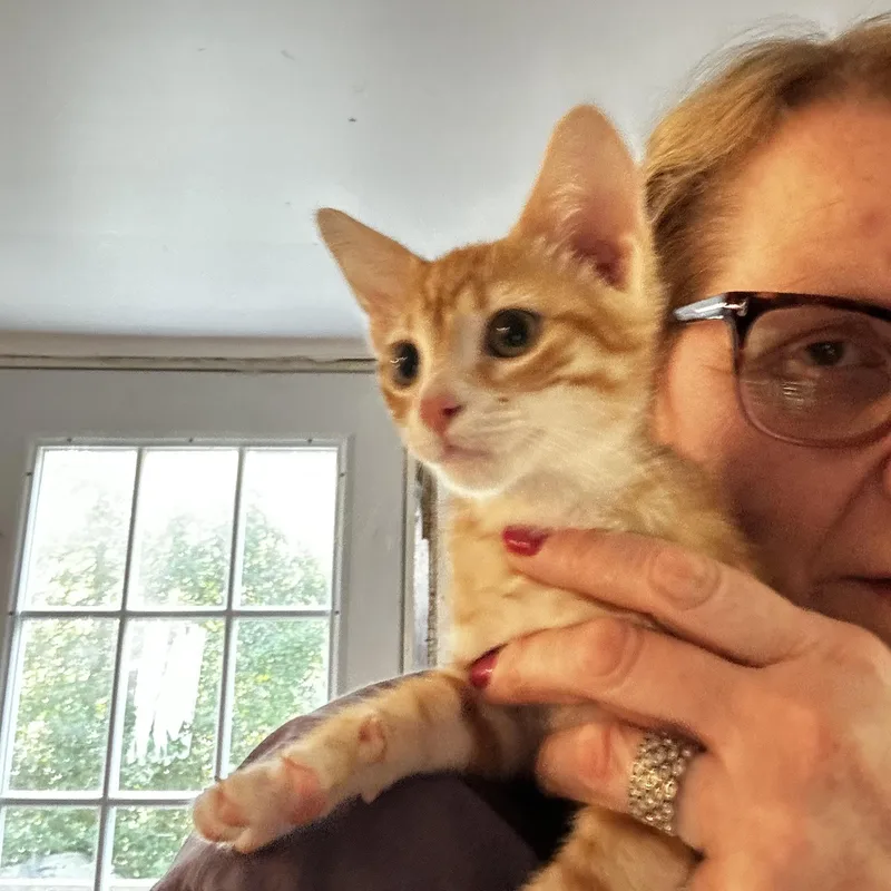 A baby medium-sized male Orange / Red Domestic Short Hair cat named Lil Rockstar for adoption in Norwalk, CT