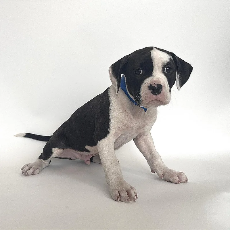 A baby small-sized male Pit Bull Terrier dog named Pepsi for adoption in Saint Louis, MO