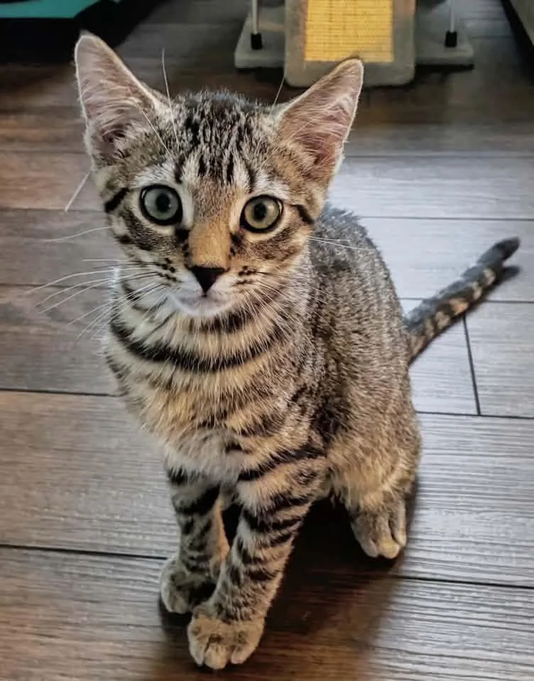 A baby medium-sized male Tabby (Tiger Striped) Domestic Short Hair cat named Axolotl for adoption in Breinigsville, PA
