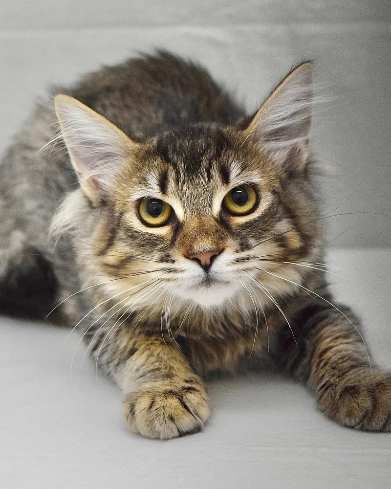 A baby medium-sized male Tabby (Brown / Chocolate) Domestic Medium Hair cat named Cardinal for adoption in Dublin, CA