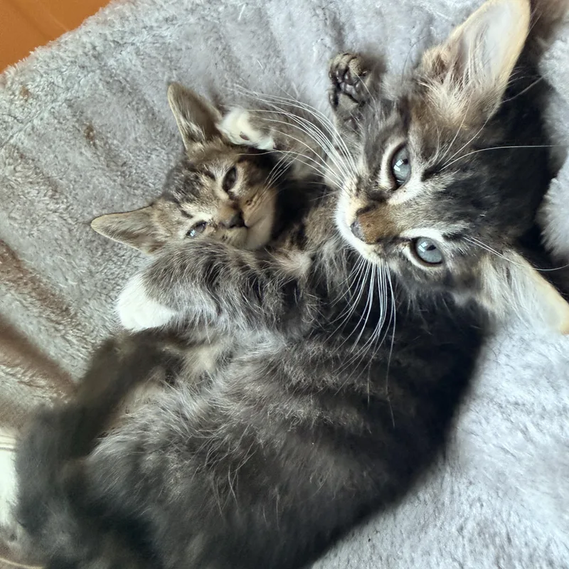 A baby small-sized male Black Domestic Medium Hair cat named Brambleberry for adoption in Richmond, VA