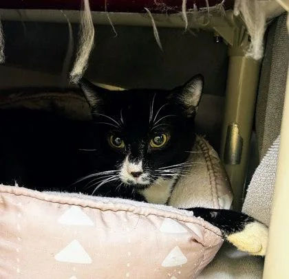 A baby small-sized male Domestic Short Hair cat named Bram for adoption in Munster, IN
