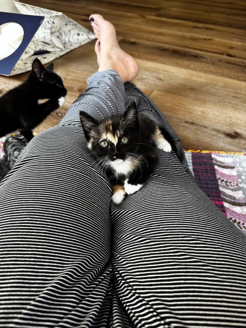 A baby medium-sized female Torbie Domestic Short Hair cat named Monroe for adoption in Pacific Palisades, CA