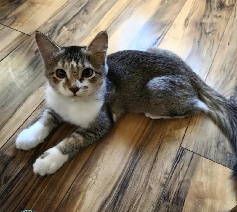 Tonks