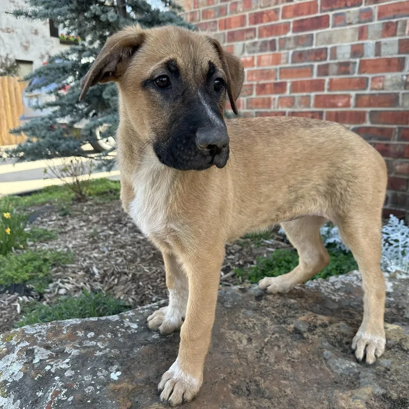 A baby large-sized female German Shepherd Dog dog named Vixen for adoption in Yukon, OK