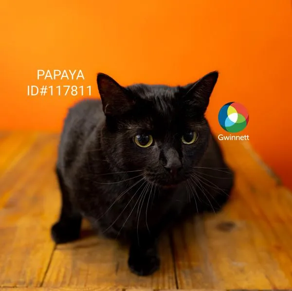 A young small-sized female Domestic Short Hair cat named Pen Papaya for adoption in Lawrenceville, GA