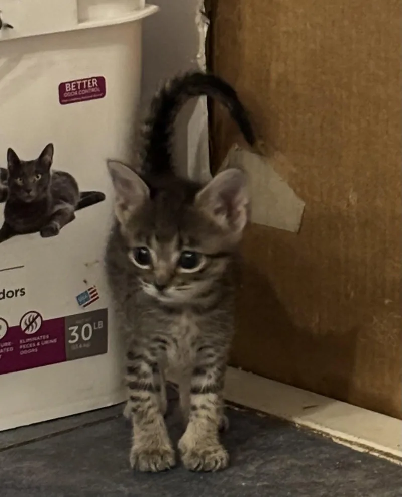 A baby medium-sized female Tabby cat named Mochi for adoption in Buford, GA