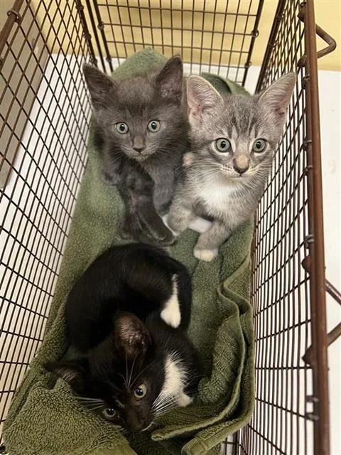 A baby small-sized male Domestic Short Hair cat named Morton for adoption in Tustin, CA