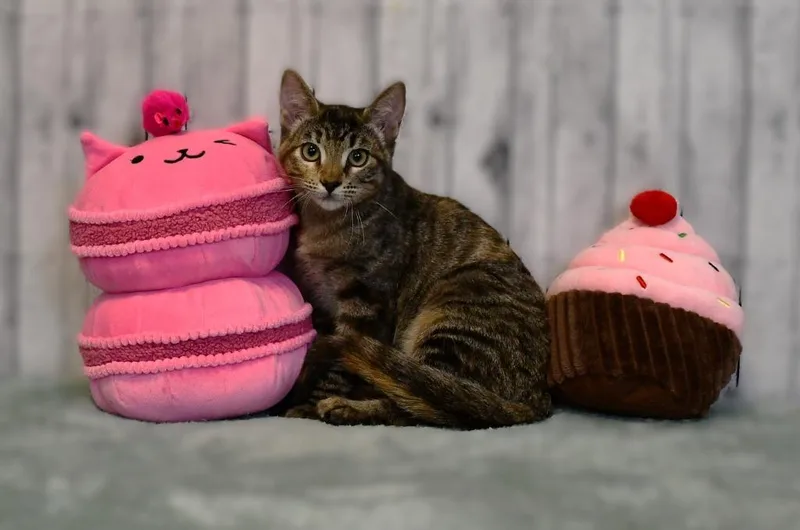 A baby small-sized female Domestic Short Hair cat named Peggy for adoption in Roanoke, TX