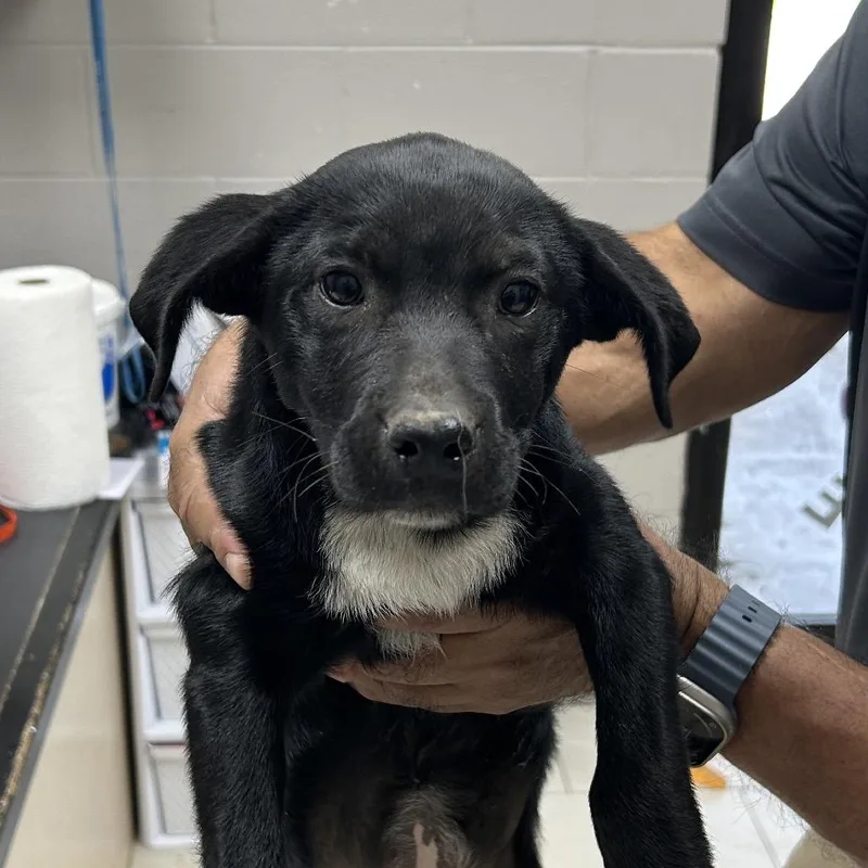 A baby small-sized female Black Labrador Retriever dog named Moon for adoption in Lufkin, TX