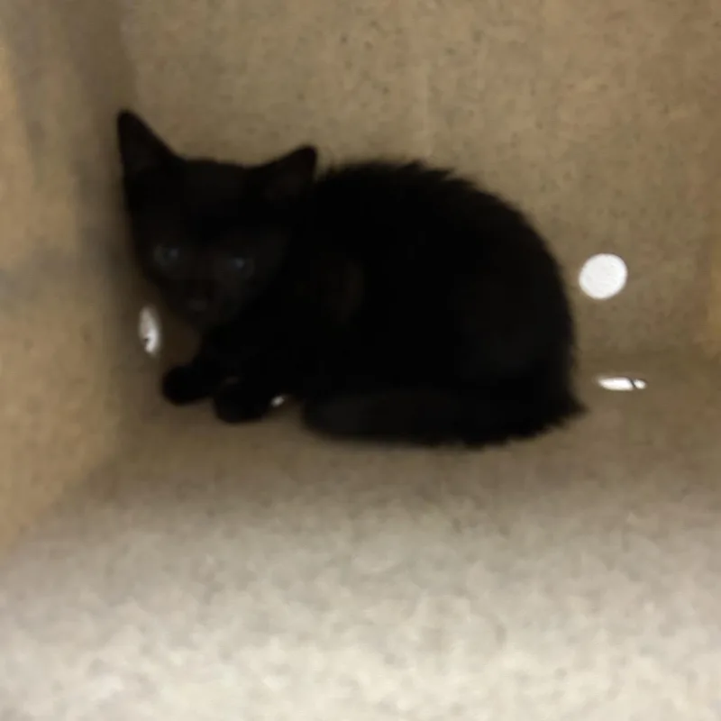 A baby small-sized male Black Domestic Short Hair cat named Pie for adoption in Dover, NH