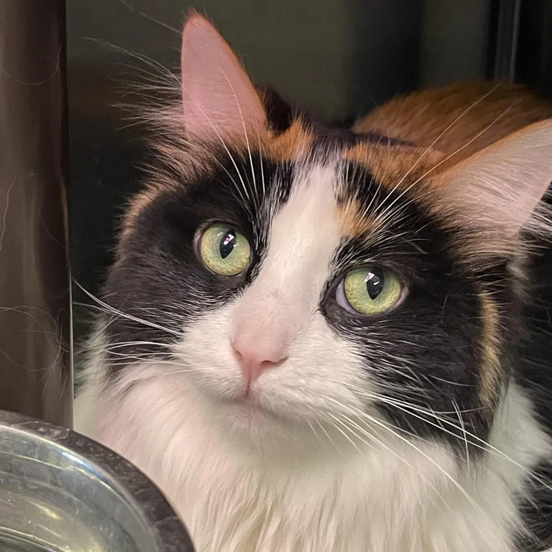 A senior large-sized female Domestic Medium Hair cat named Jade for adoption in Columbia Station, OH