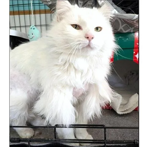 An adult medium-sized female White Domestic Long Hair cat named Qat for adoption in Salt Lake City, UT
