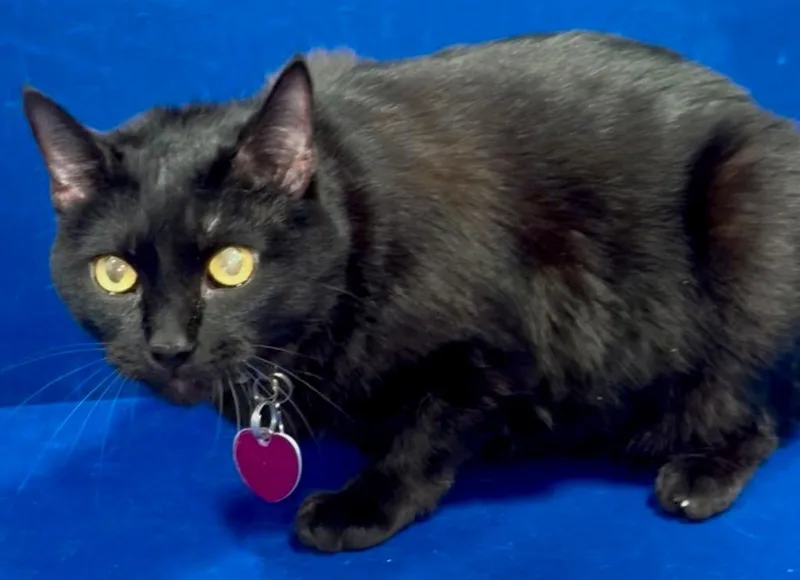 Melon