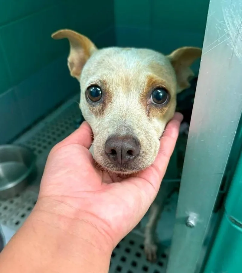 An adult medium-sized female Chihuahua dog named Marge for adoption in Sedalia, CO