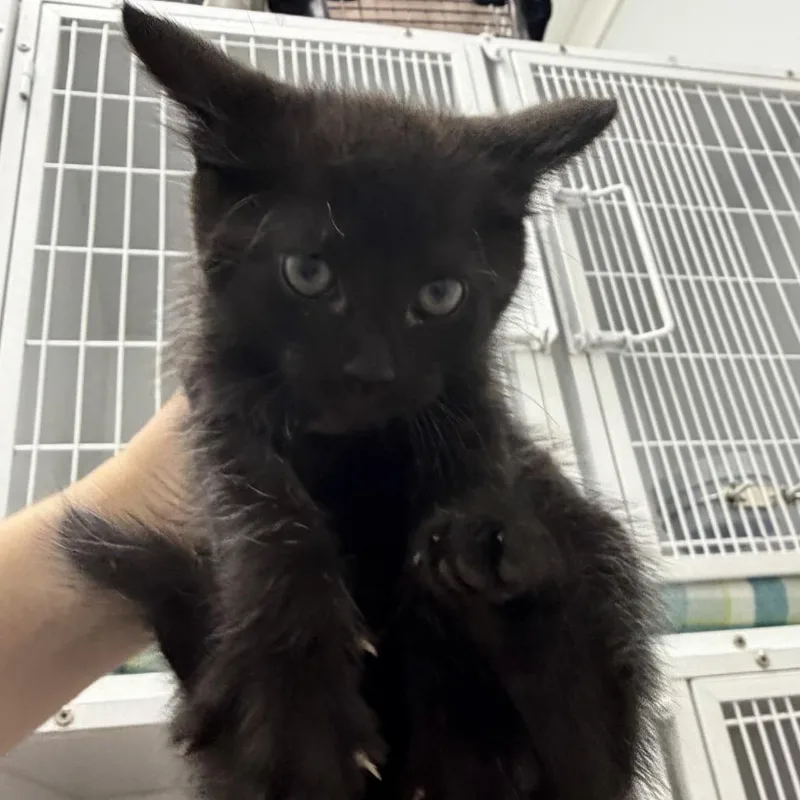 A baby small-sized male Black Domestic Short Hair cat named Gump for adoption in Franklin, NC