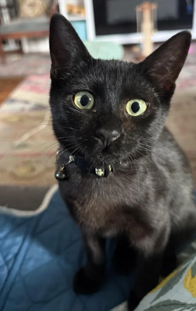 A baby small-sized female Domestic Short Hair cat named Velvet for adoption in Lemoore, CA