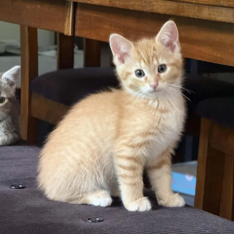 A baby medium-sized female Orange & White American Shorthair cat named Orphan Annie for adoption in Beloit, OH