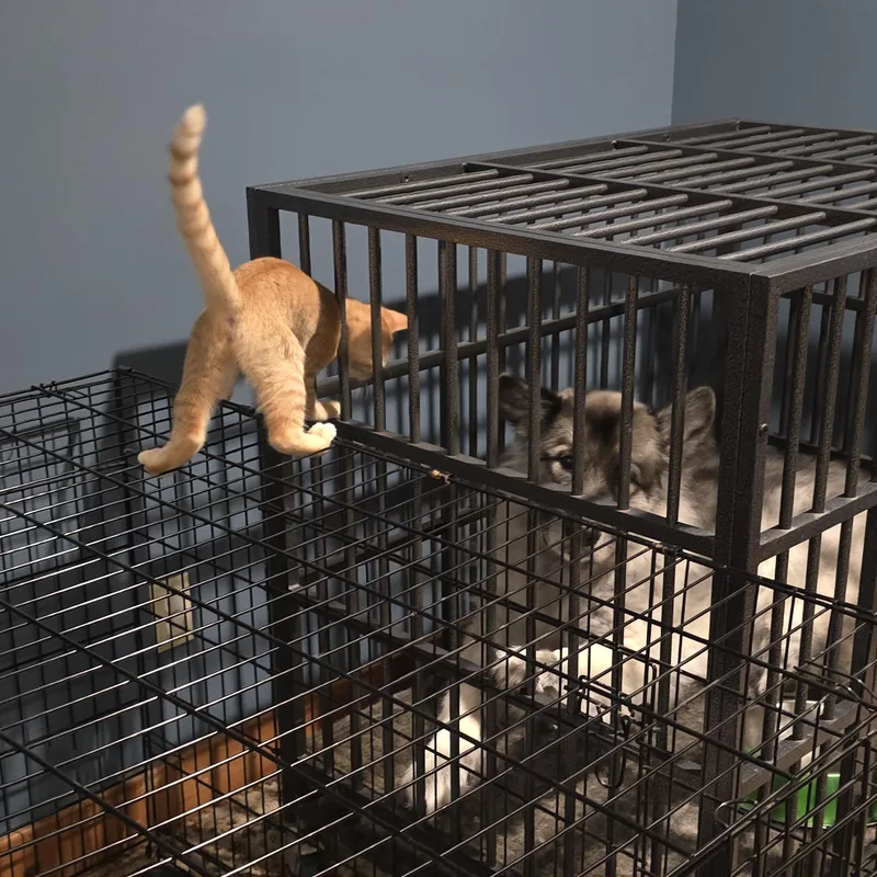 Orphan Annie thumbnail 3