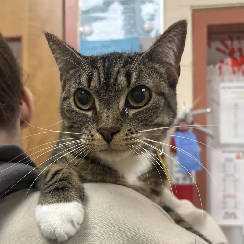 A young medium-sized female Brown / Chocolate Domestic Short Hair cat named Boo$ for adoption in Springfield, MA
