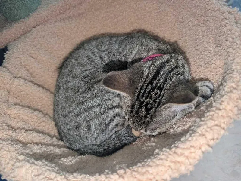 A baby medium-sized female Domestic Short Hair cat named Arti Deco for adoption in Athens, AL