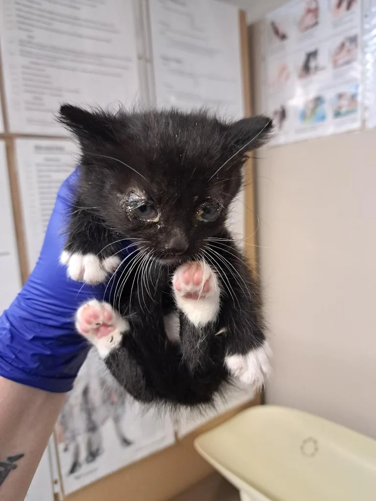 A baby medium-sized male Domestic Short Hair cat named Eeyore for adoption in Fayetteville, TN