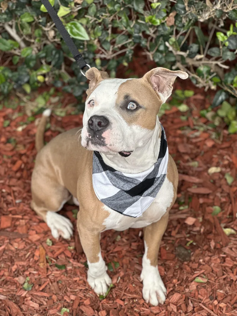 A young medium-sized male Tricolor (Brown, Black, & White) American Staffordshire Terrier dog named Luis Miguel for adoption in South El Monte, CA