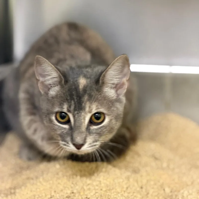 A baby small-sized female Tortoiseshell Domestic Short Hair cat named Ava for adoption in Las Vegas, NV
