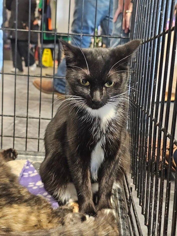 A young medium-sized female Domestic Short Hair cat named Scarlet for adoption in St. Cloud, MN