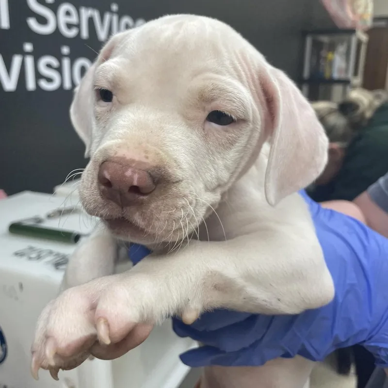 A baby medium-sized male White / Cream Mixed Breed dog named Twizzler for adoption in Columbus, GA