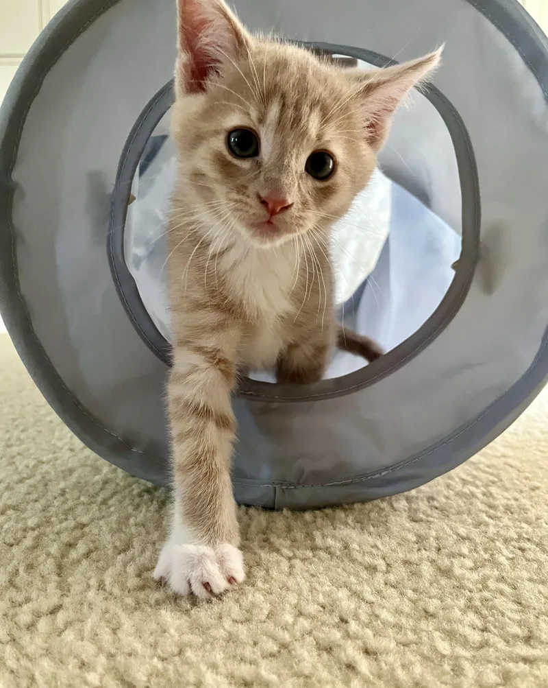 A baby medium-sized male Orange / Red Domestic Short Hair cat named Bean for adoption in Greensboro, NC