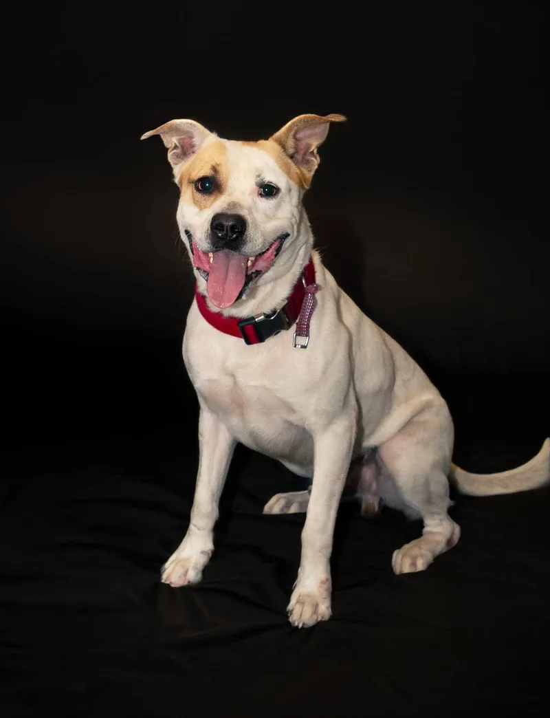 A young large-sized male Mixed Breed dog named Leroy for adoption in Granite City, IL