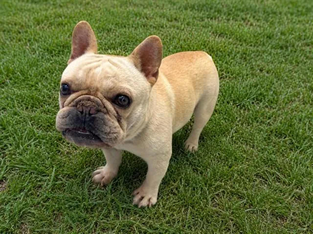 A young medium-sized male French Bulldog dog named Mikey for adoption in Lancaster, CA