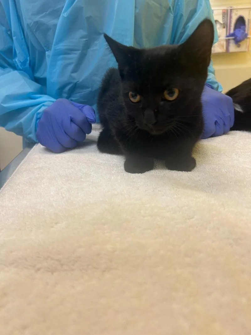 A baby small-sized female Domestic Short Hair cat named Wanda for adoption in Raleigh, NC
