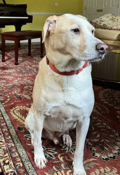 An adult large-sized male Mixed Breed dog named Comet for adoption in Fairfax, VA