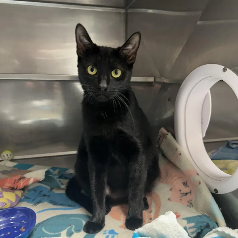An adult medium-sized female Black Domestic Short Hair cat named Hedda for adoption in Blue Ridge, GA