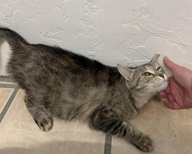 An adult medium-sized female Tabby (Brown / Chocolate) Domestic Short Hair cat named Eris for adoption in tucson, AZ