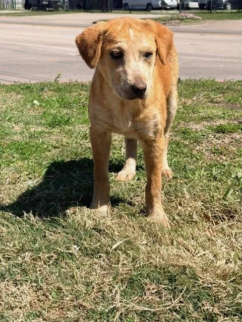 A young small-sized female Yellow / Tan / Blond / Fawn Labrador Retriever dog named Coltonobre  Callie for adoption in Broomfield, CO