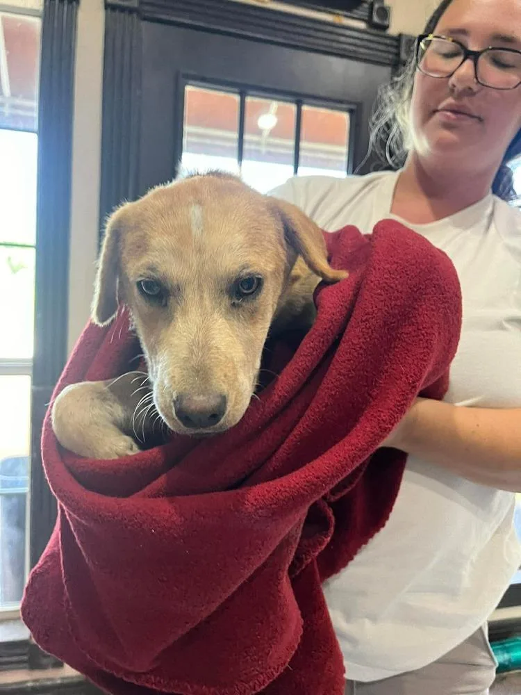 Coltonobre  Callie thumbnail 3