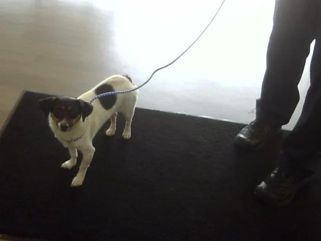 An adult small-sized female Parson Russell Terrier dog named Princess for adoption in Toledo, OH
