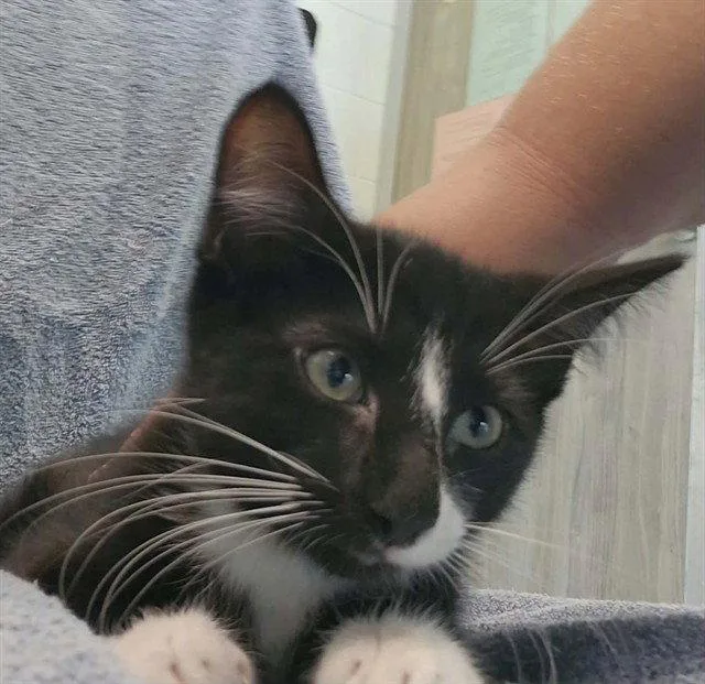 A baby small-sized male Black & White / Tuxedo Domestic Short Hair cat named Professor Fluff for adoption in Tavares, FL