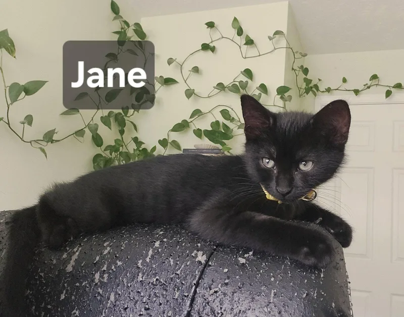 Jane